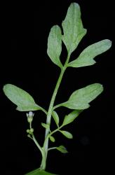 Cardamine flexuosa. Lower cauline leaves.
 Image: P.B. Heenan © Landcare Research 2019 CC BY 3.0 NZ